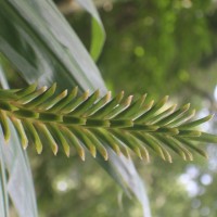 Hedychium coccineum Buch.-Ham. ex Sm.